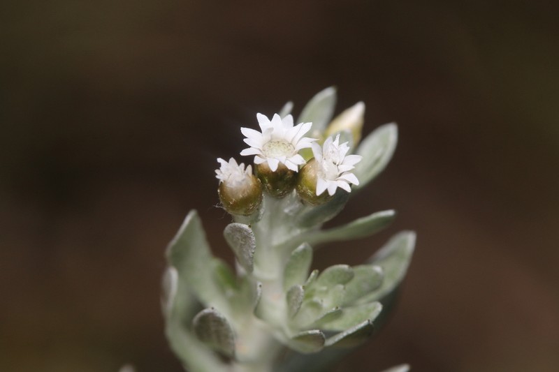 Gnaphalium declinatum photo 3