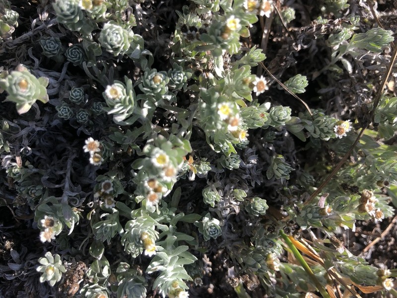 Gnaphalium declinatum photo 4