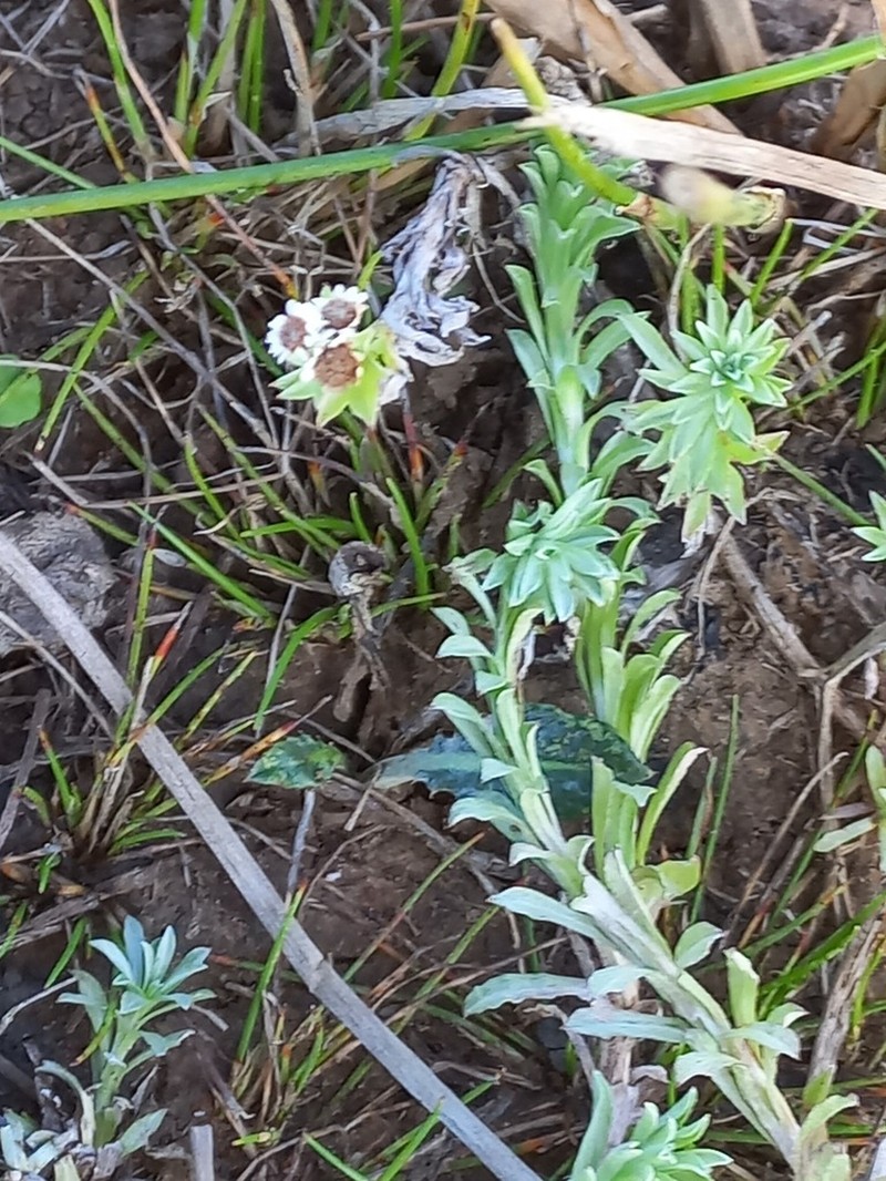 Gnaphalium declinatum photo 5