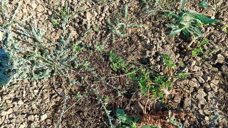 Gnaphalium declinatum photo 6