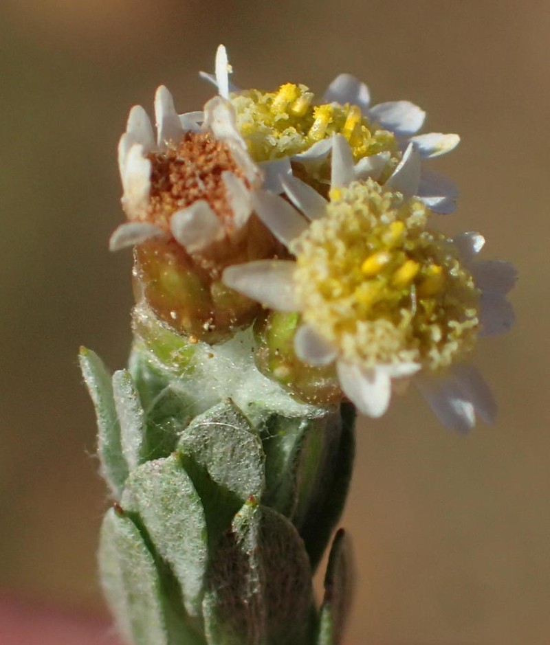 Gnaphalium declinatum photo 7