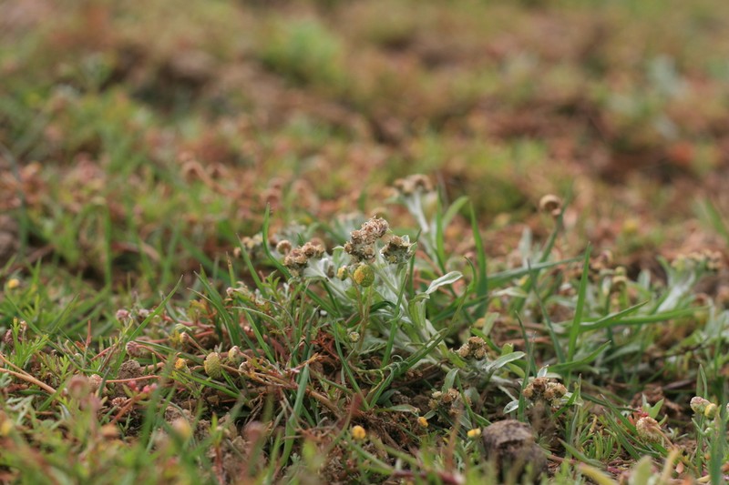 Gnaphalium declinatum photo 8