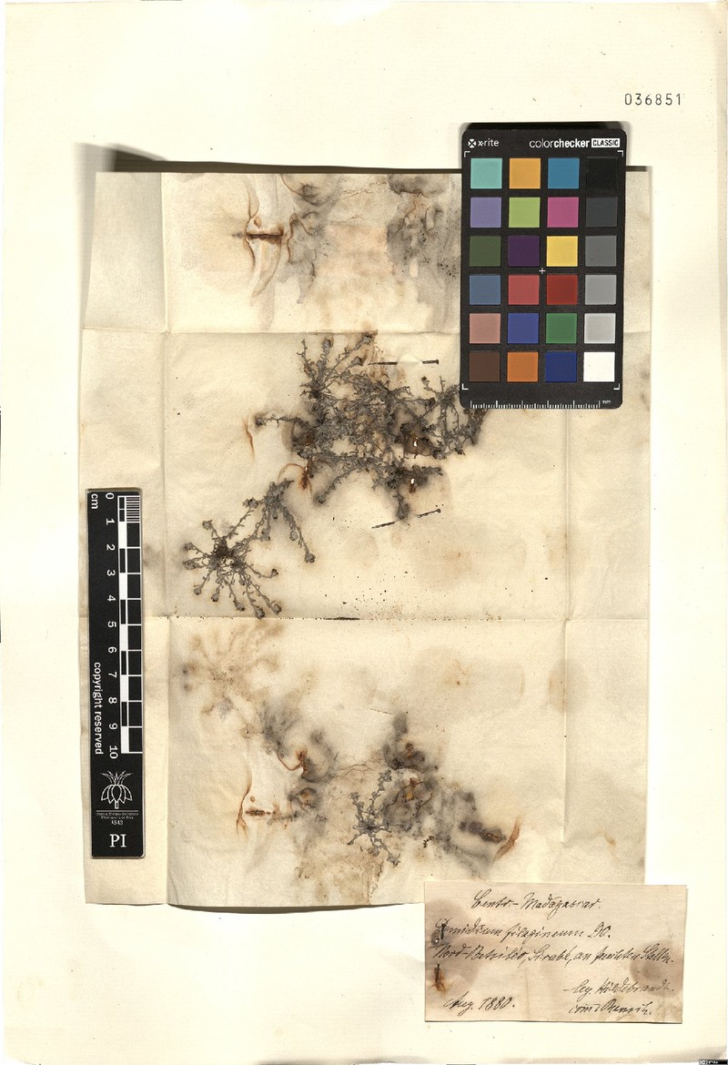Gnaphalium demidium