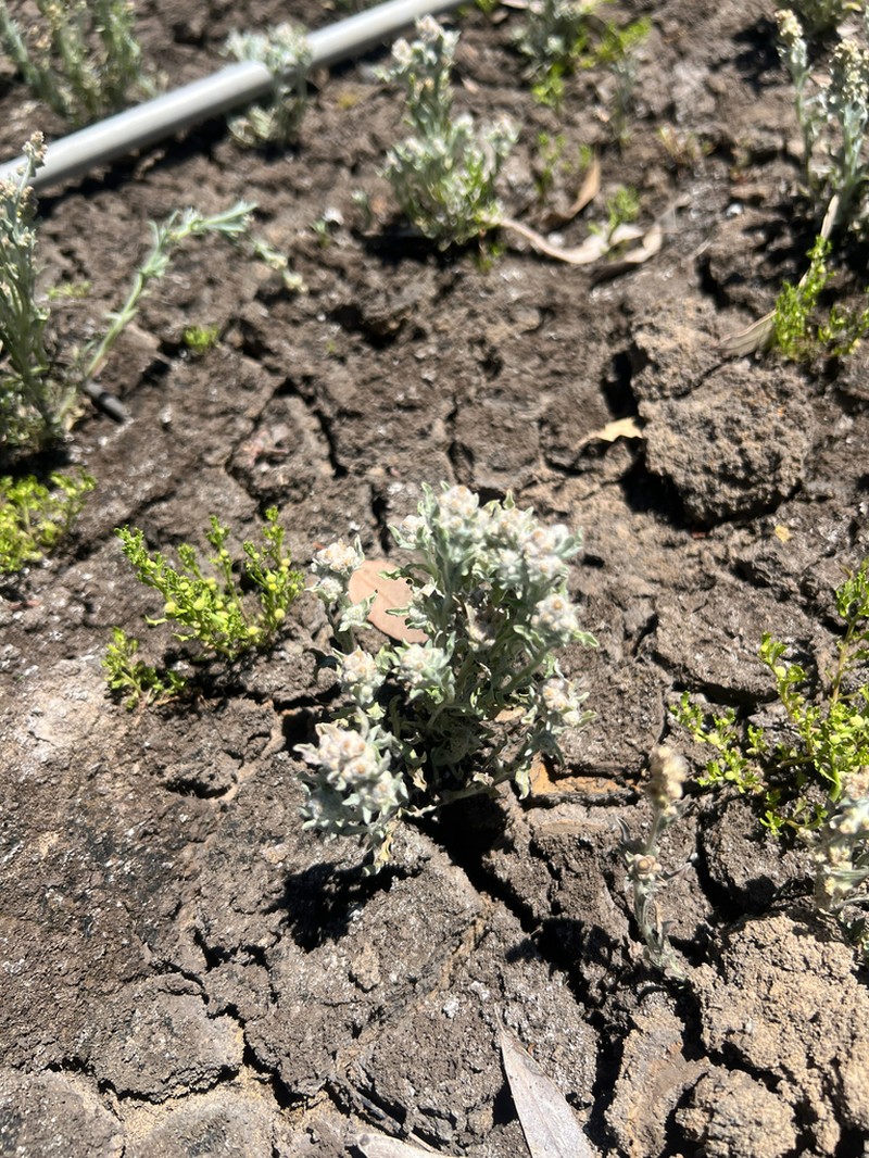 Gnaphalium diamantinense