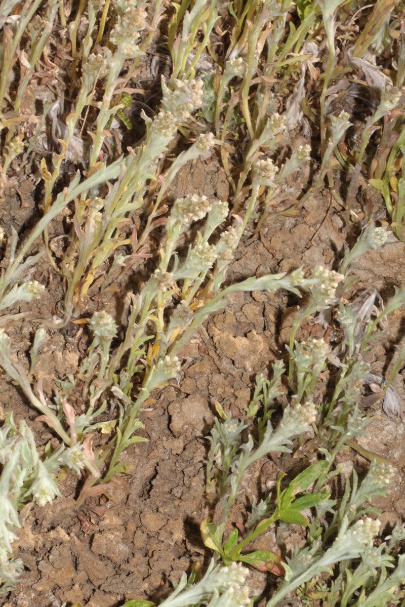 Gnaphalium diamantinense photo 2