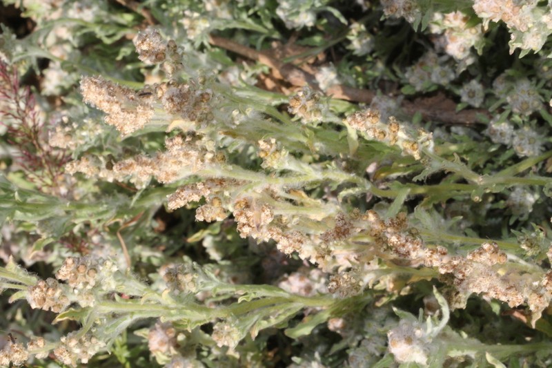 Gnaphalium diamantinense photo 3