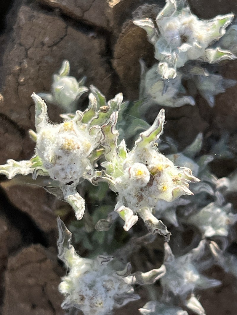 Gnaphalium diamantinense photo 4