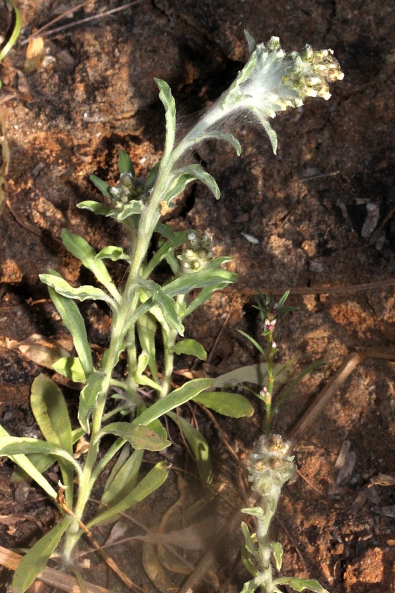 Gnaphalium diamantinense photo 5