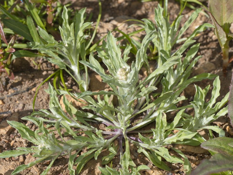 Gnaphalium diamantinense photo 6