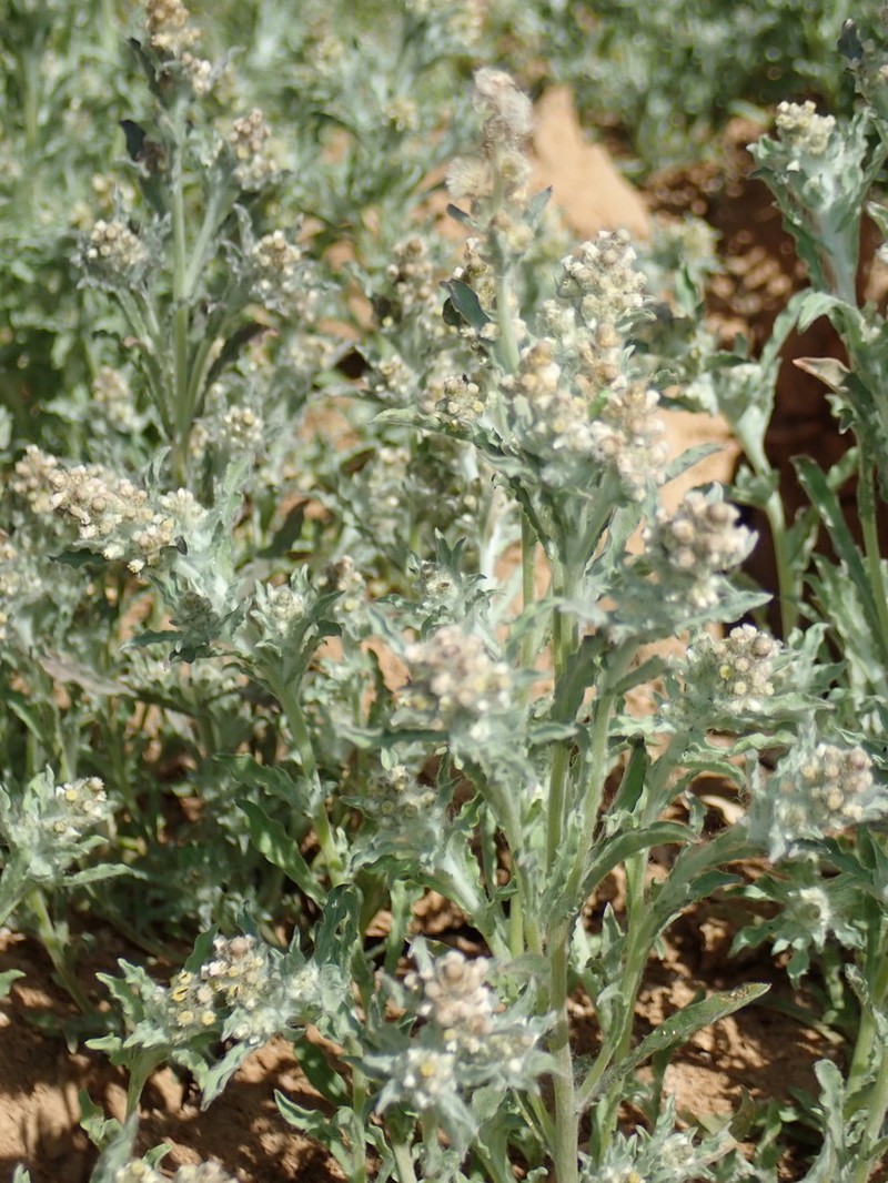 Gnaphalium diamantinense photo 7