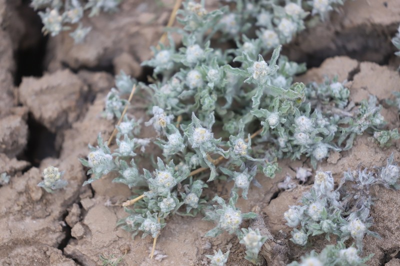 Gnaphalium diamantinense photo 8