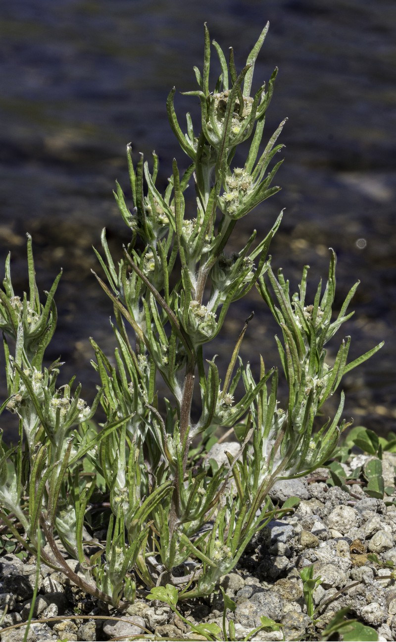 Slender Cudweed