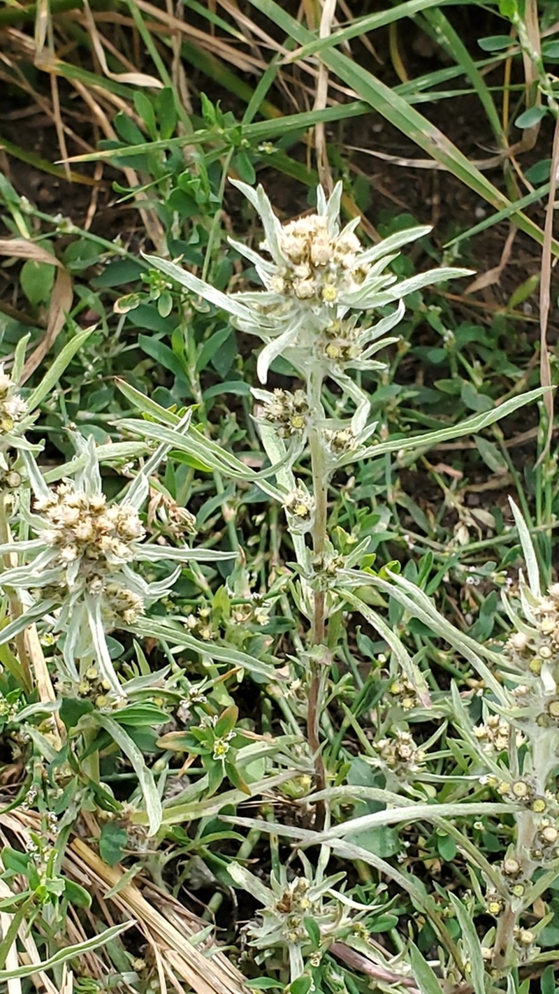 Slender Cudweed