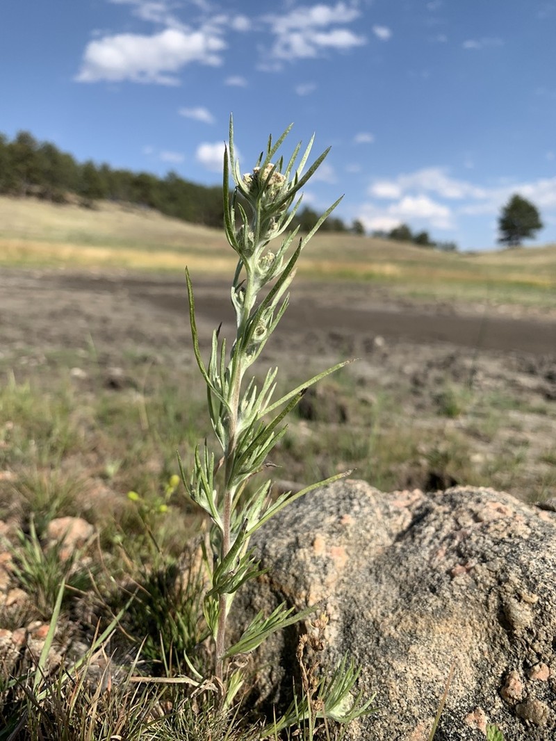 Slender Cudweed photo 2