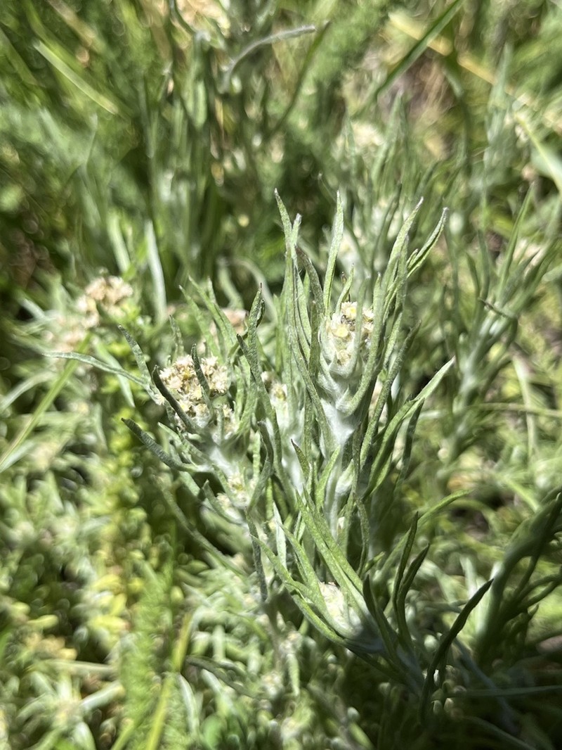 Slender Cudweed photo 3