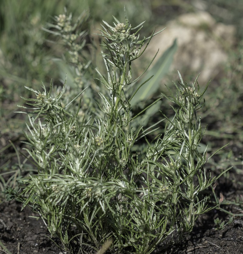 Slender Cudweed photo 4
