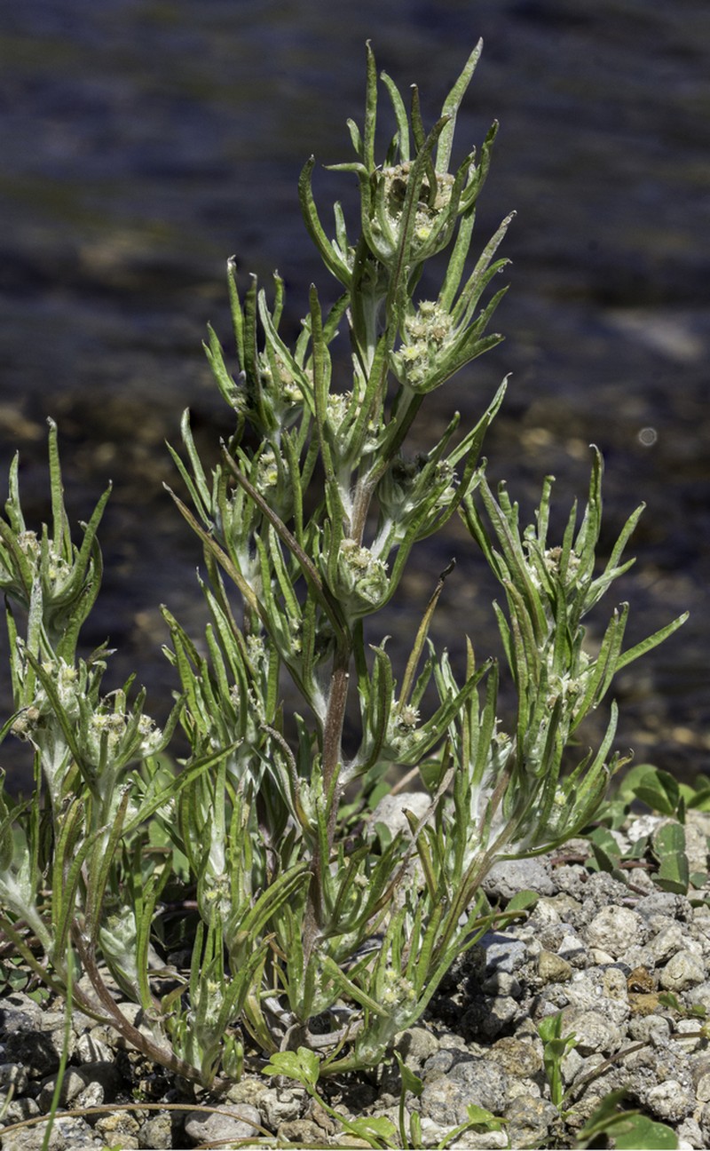 Slender Cudweed photo 5
