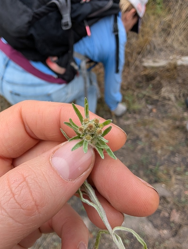 Slender Cudweed photo 6