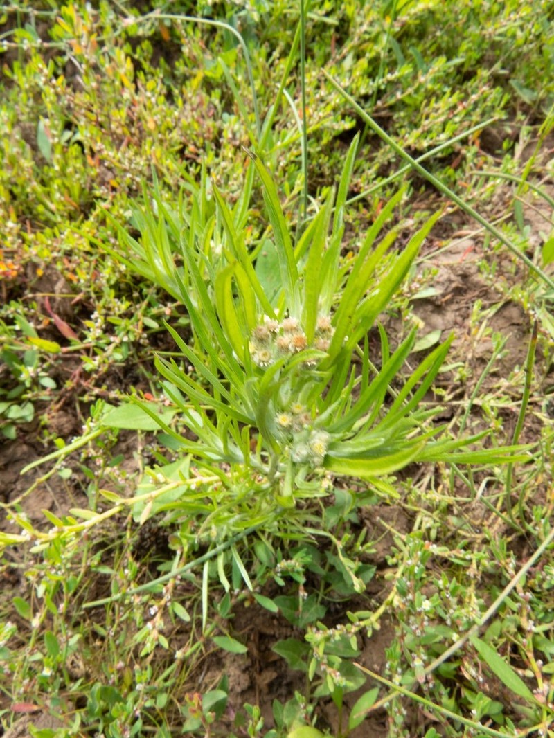 Slender Cudweed photo 7