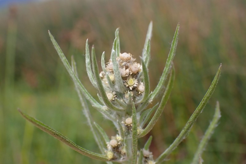 Slender Cudweed photo 8