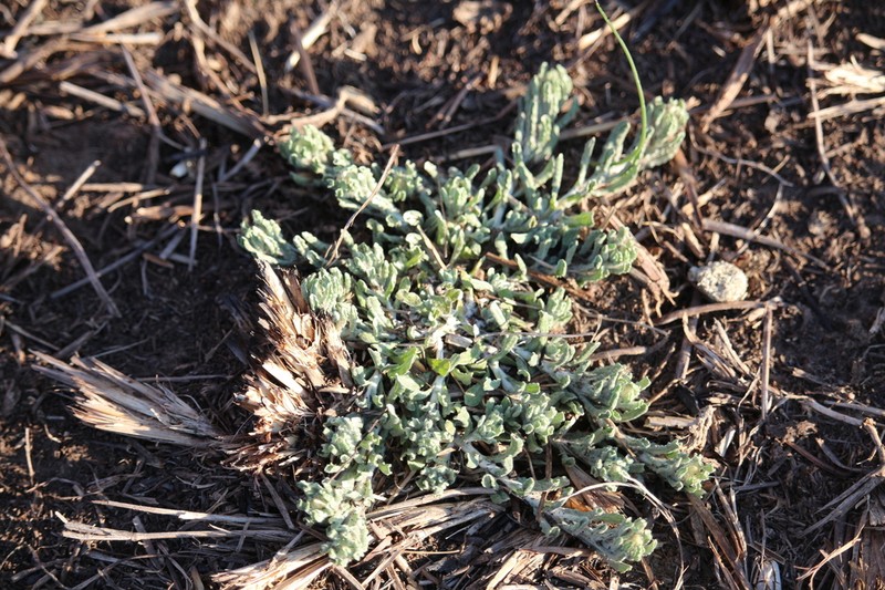Gnaphalium filagopsis photo 2