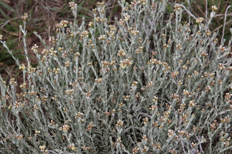 Gnaphalium filagopsis photo 3