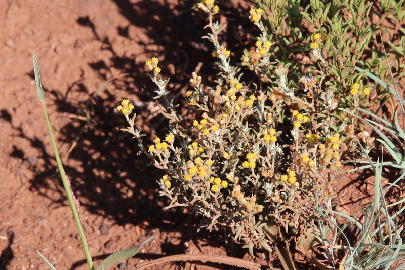 Gnaphalium filagopsis photo 4