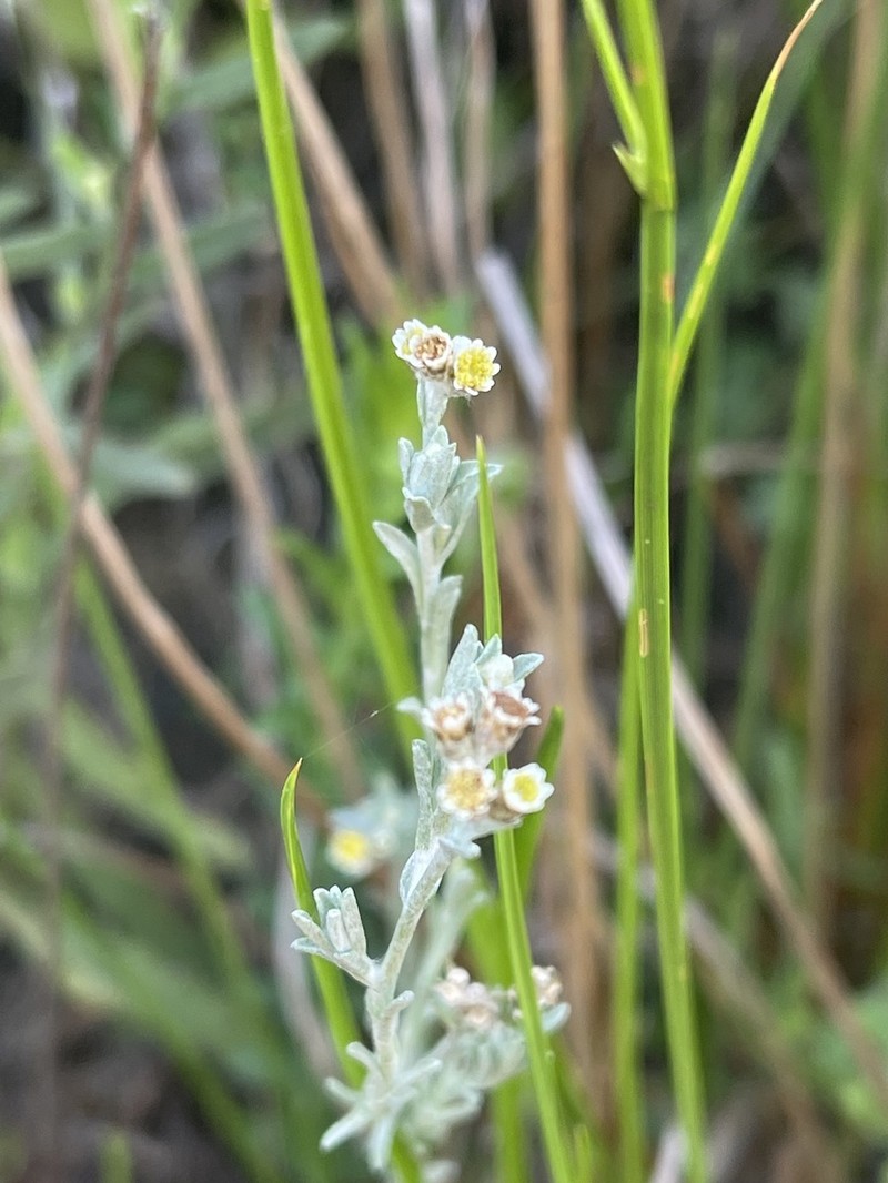 Gnaphalium filagopsis photo 5