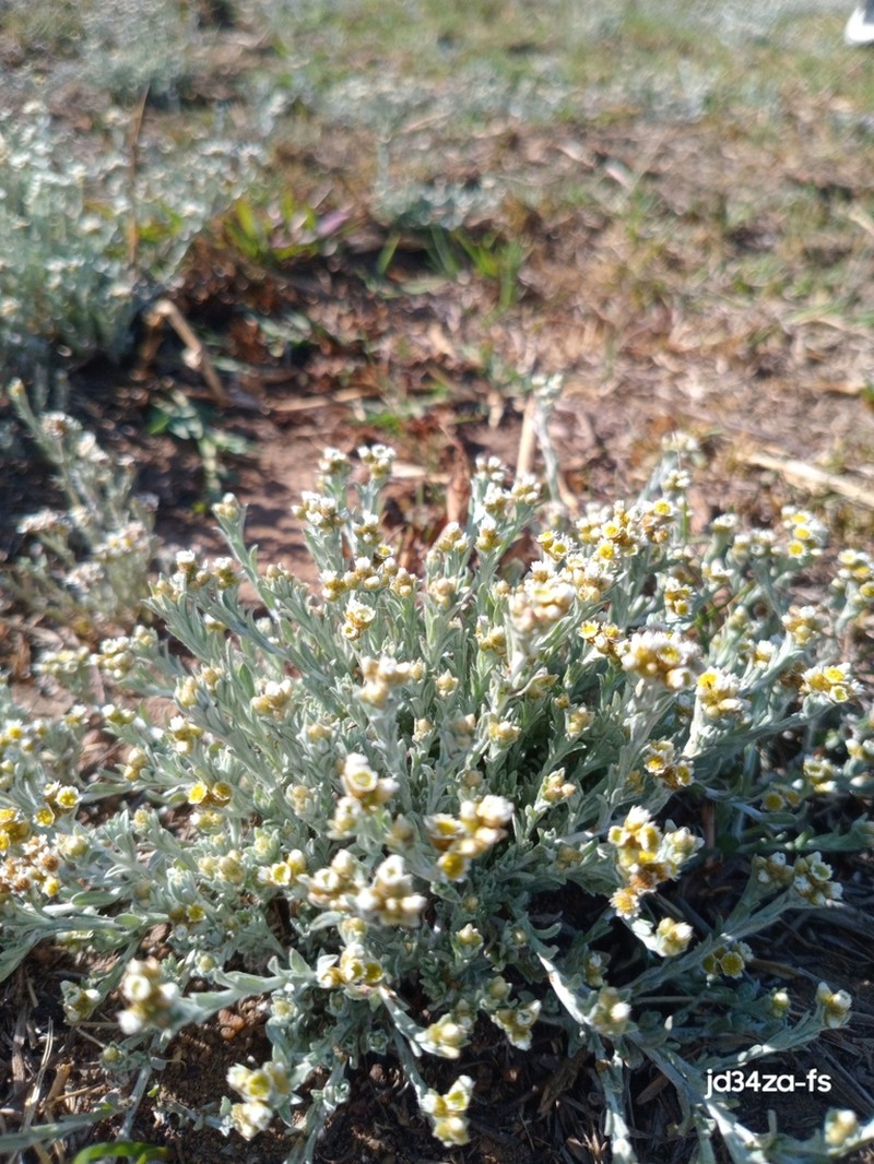 Gnaphalium filagopsis photo 6