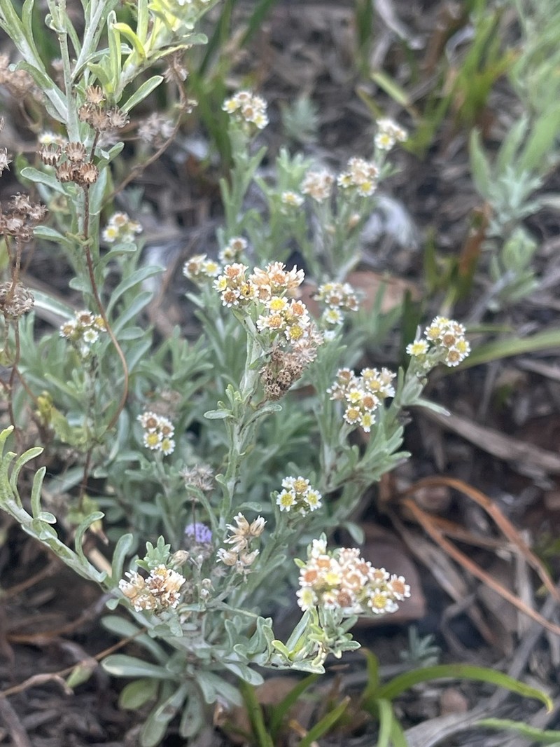Gnaphalium filagopsis photo 7