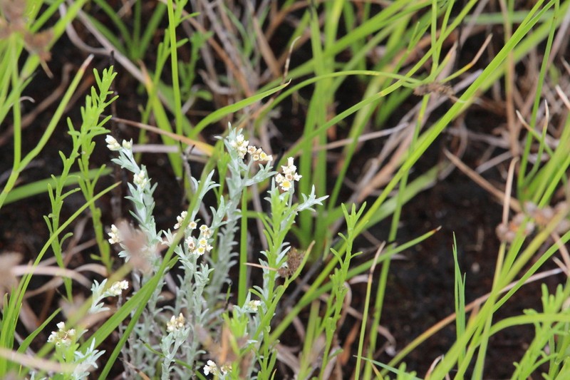 Gnaphalium filagopsis photo 8