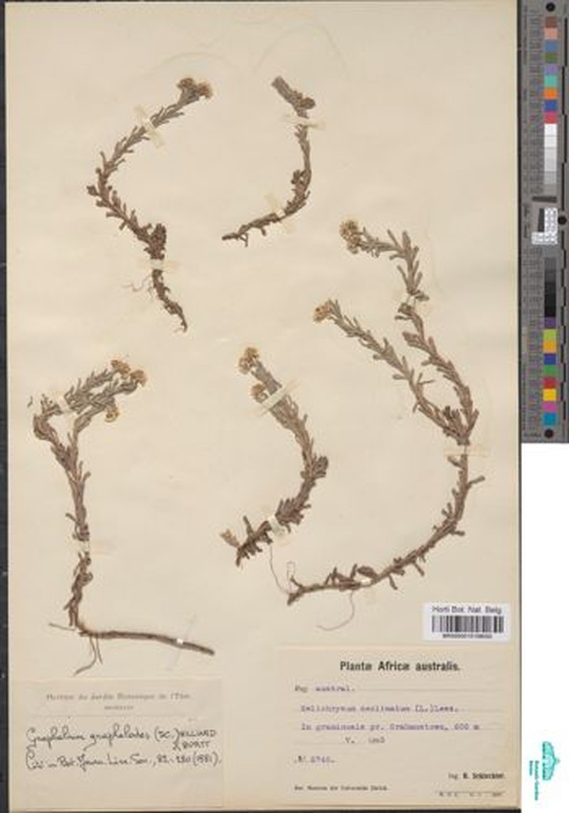 Gnaphalium gnaphalodes