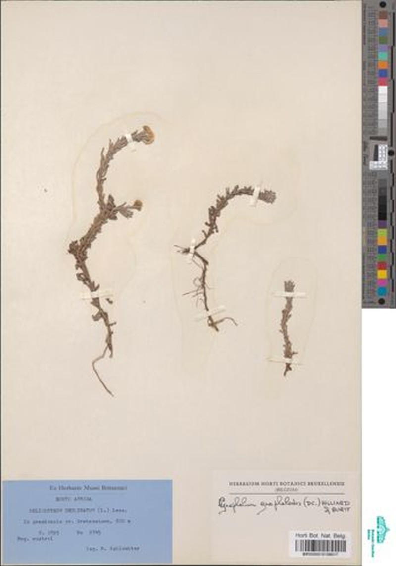 Gnaphalium gnaphalodes photo 2