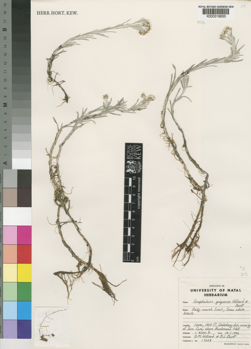 Gnaphalium griquense