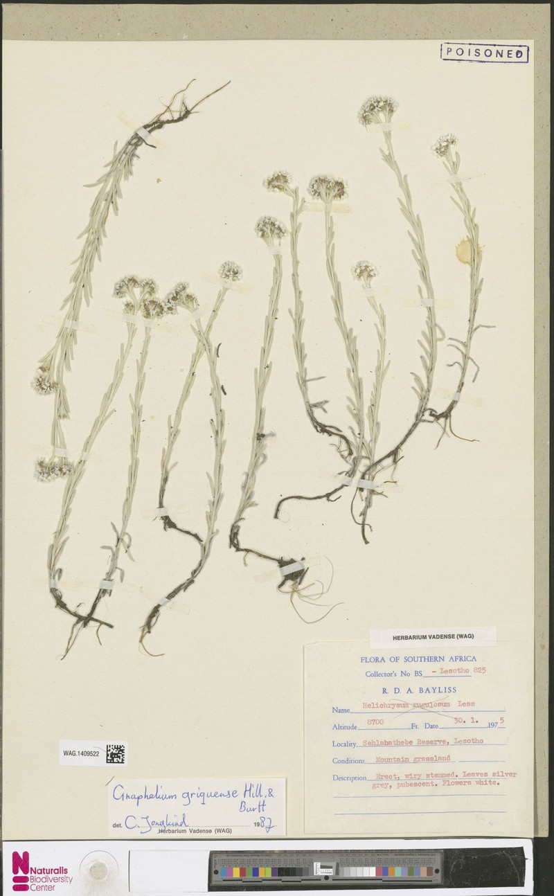 Gnaphalium griquense photo 2