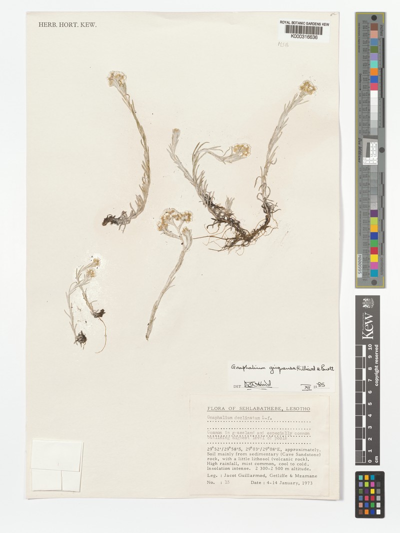 Gnaphalium griquense photo 3