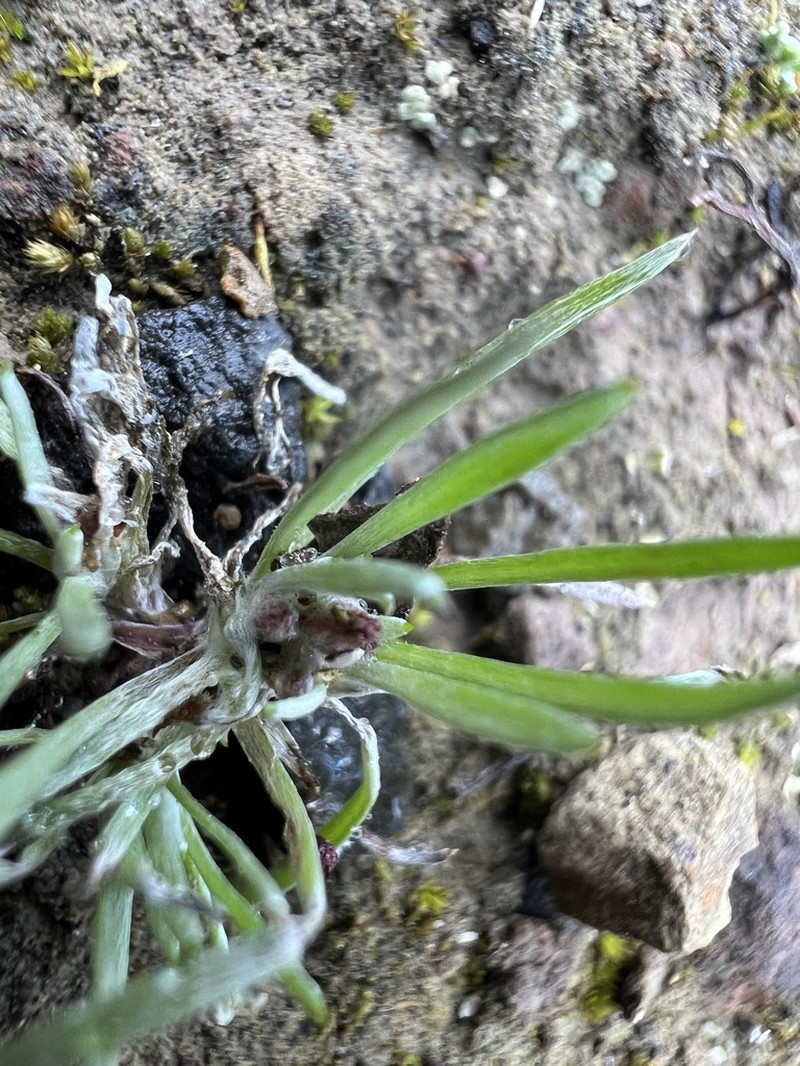 Gnaphalium indutum