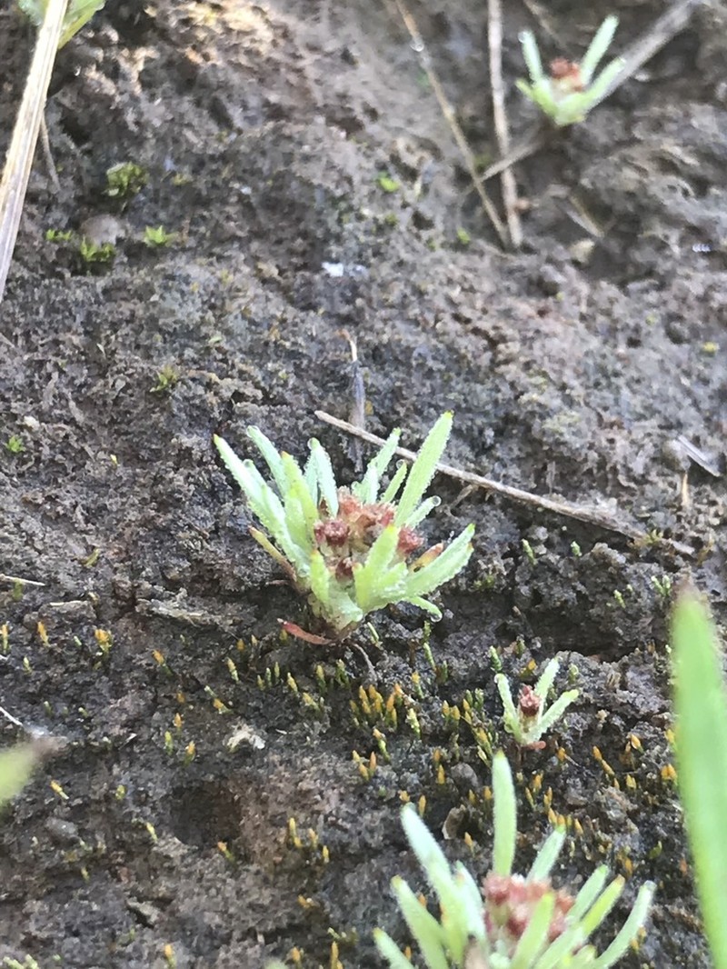 Gnaphalium indutum photo 2