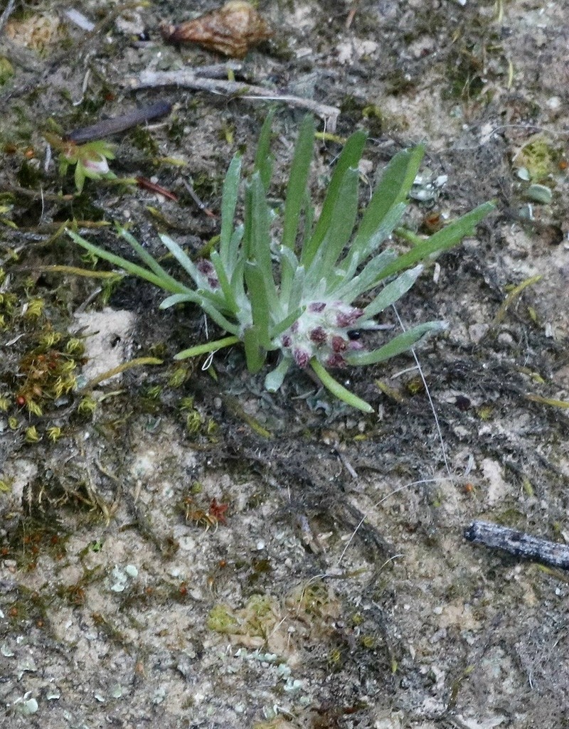 Gnaphalium indutum photo 3