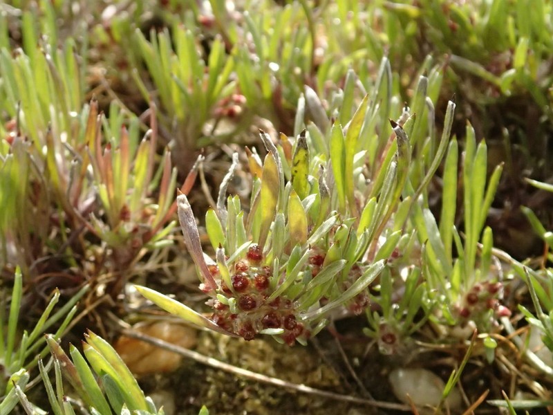 Gnaphalium indutum photo 4