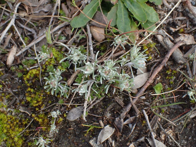 Gnaphalium indutum photo 5