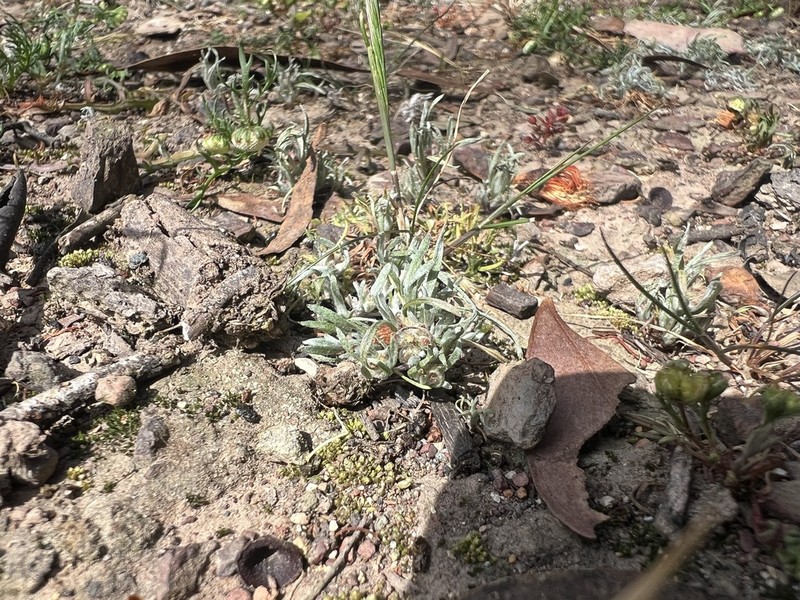 Gnaphalium indutum photo 6