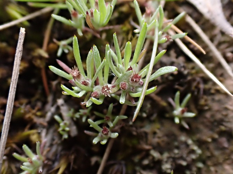 Gnaphalium indutum photo 7