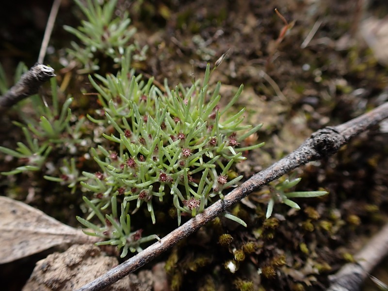 Gnaphalium indutum photo 8