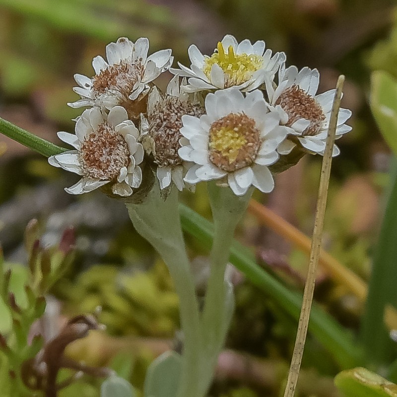 Gnaphalium limicola
