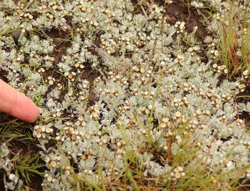 Gnaphalium limicola photo 2