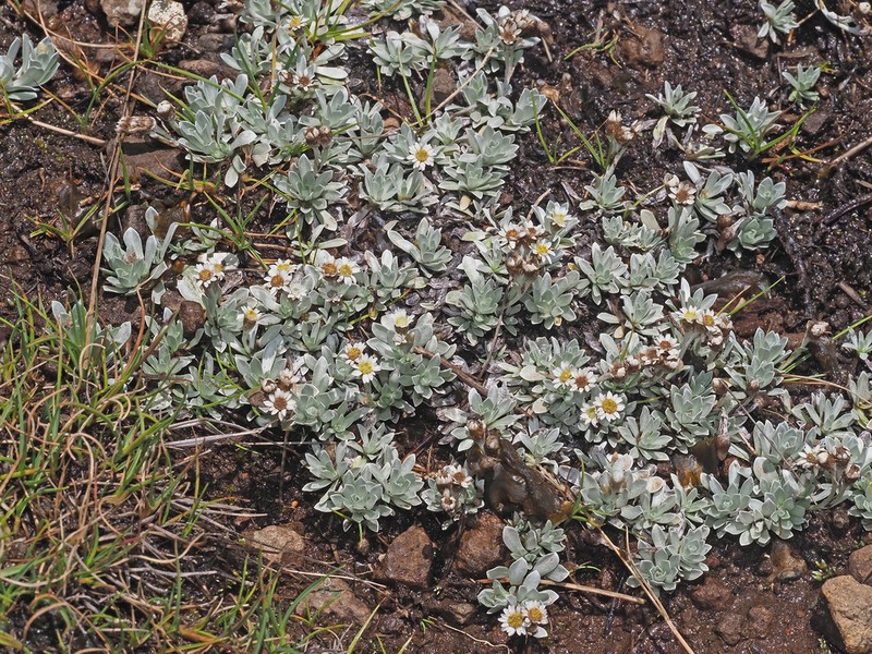 Gnaphalium limicola photo 3