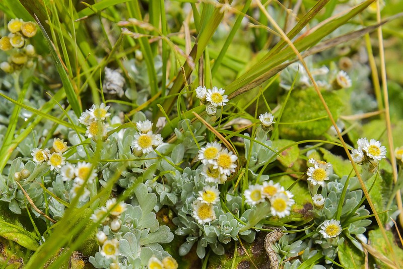 Gnaphalium limicola photo 4