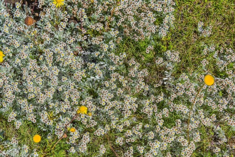 Gnaphalium limicola photo 5