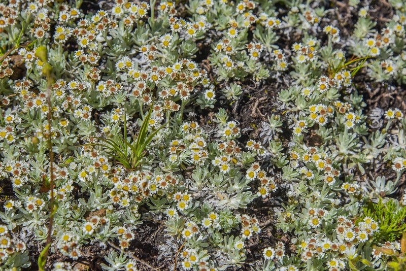 Gnaphalium limicola photo 6